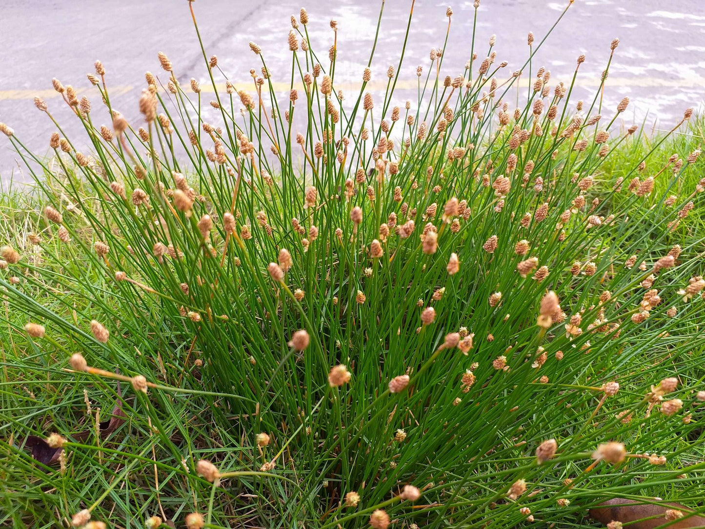 Eleocharis palustris (Common spike-rush) - Marginal Pond Plants - MBP034