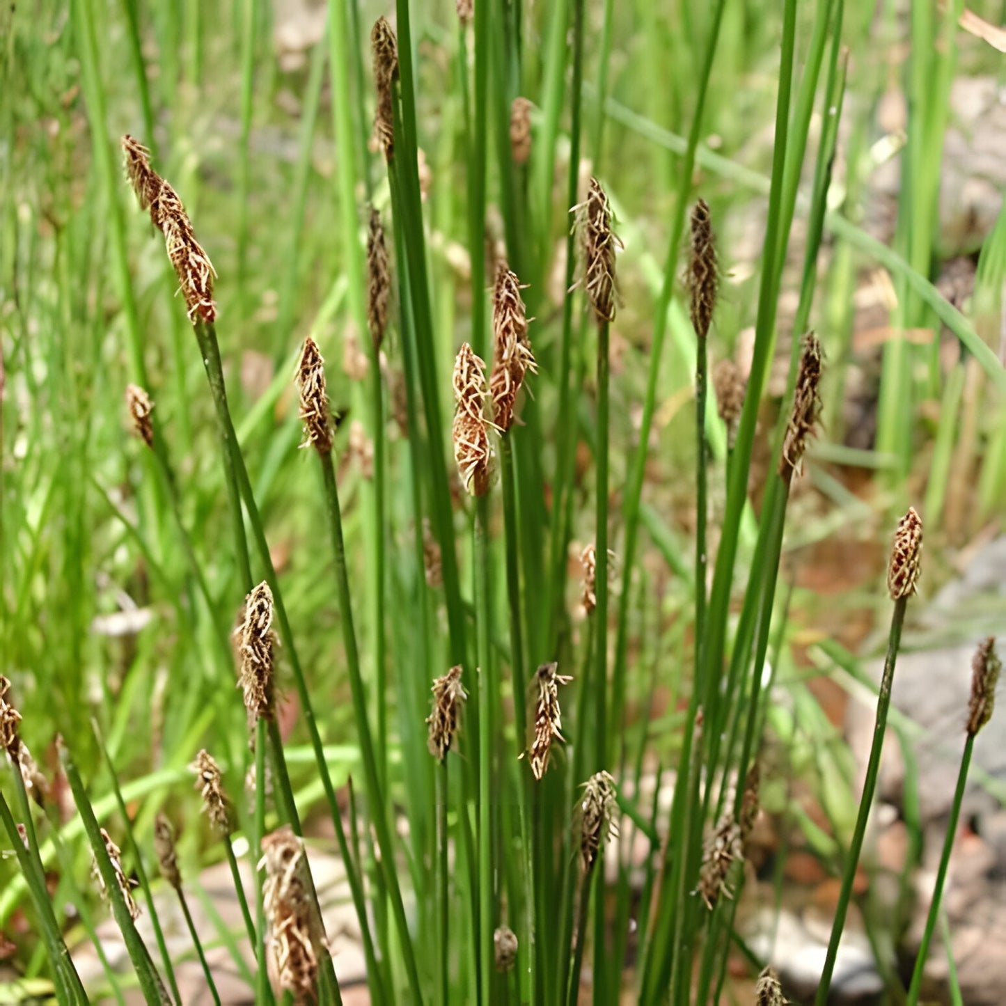 Eleocharis palustris