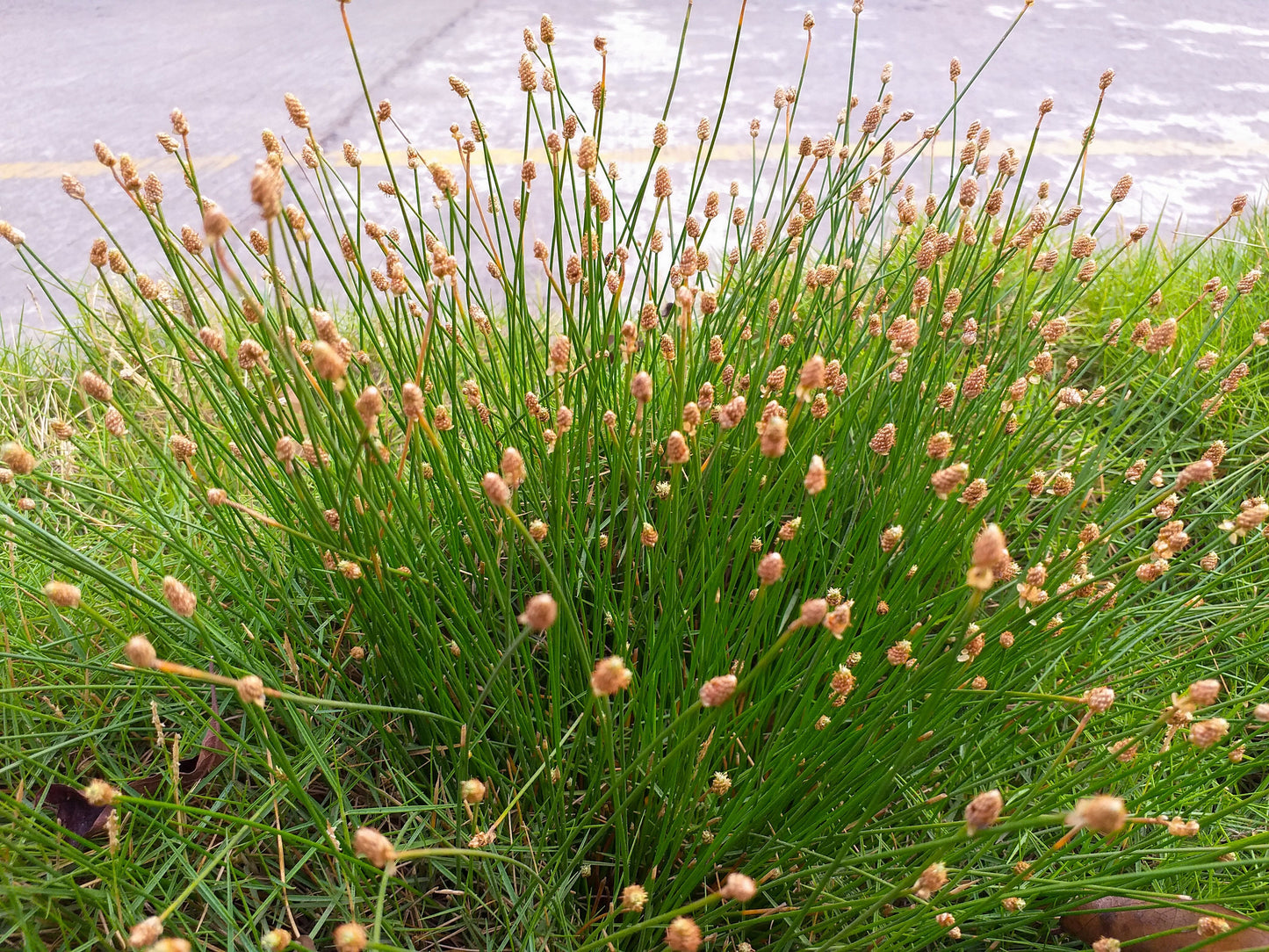 Eleocharis palustris (Common spike-rush) - MBP034 Packs