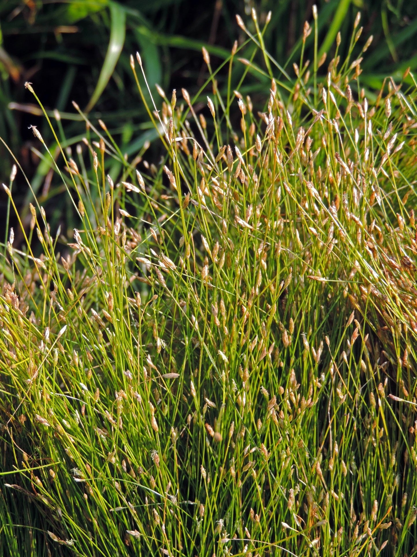 Eleocharis acicularis (Dwarf Hairgrass) - Marginal Pond Plants  - Pond Plants - Water Plants - OX005