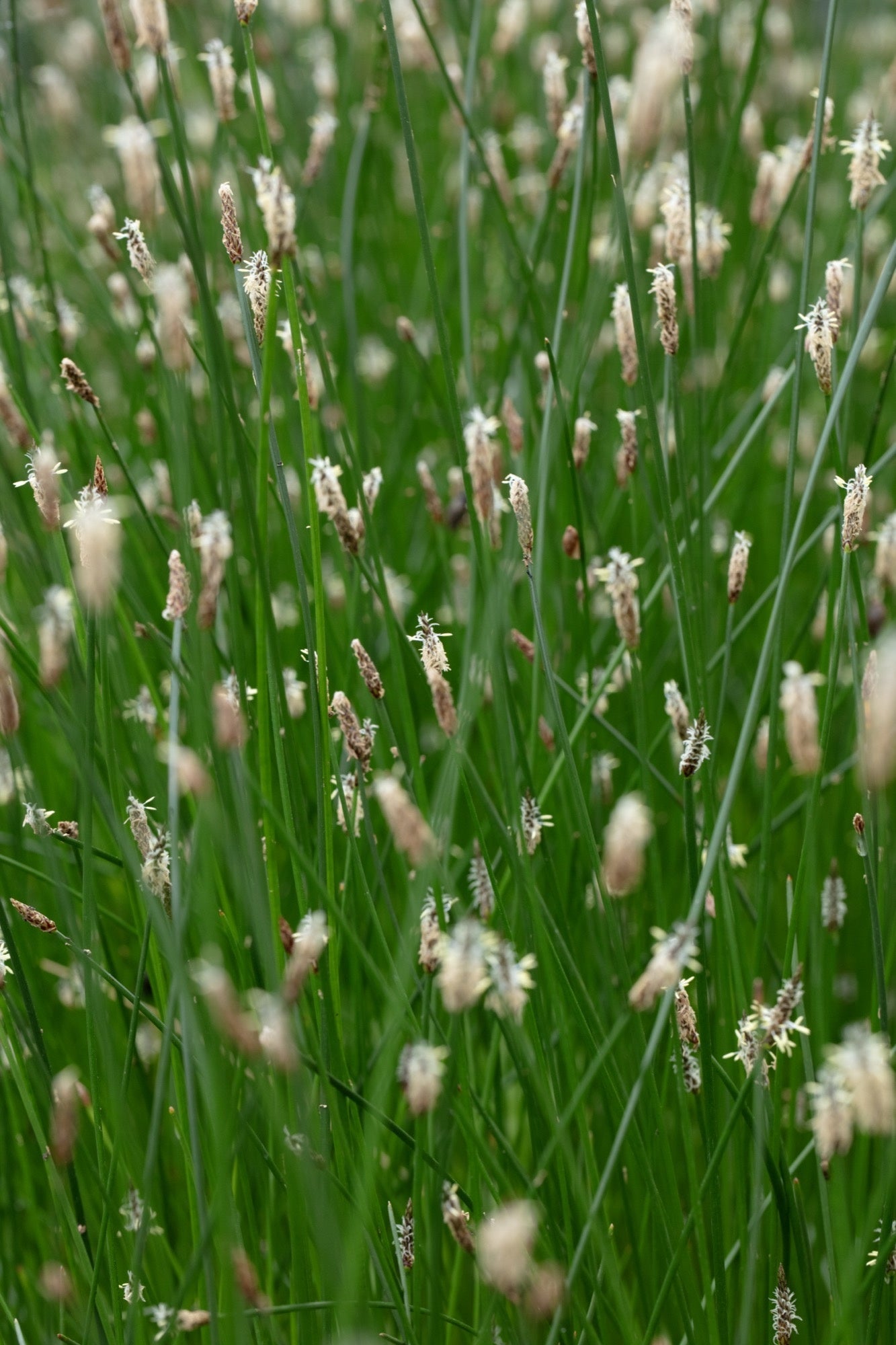 Eleocharis palustris (Common spike-rush) - Marginal Pond Plants - MBP034