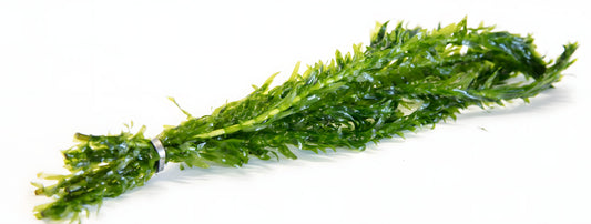 Egeria Densa - 1- 500 Bunches / Oxygenating Pond Water Plants/ weed - OX004