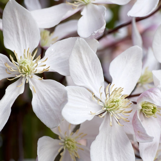 Clematis armandii - 'Enham Star'  (Evergreen and Fragrant)