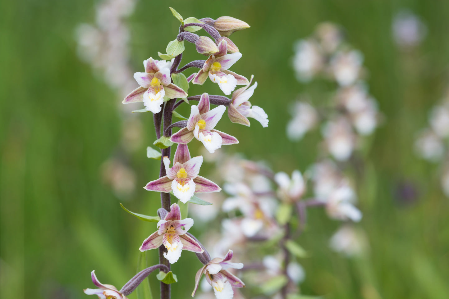 Epipactris palustris orchid - Marginal Pond Plants - MP033