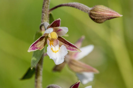 Epipactis palustris