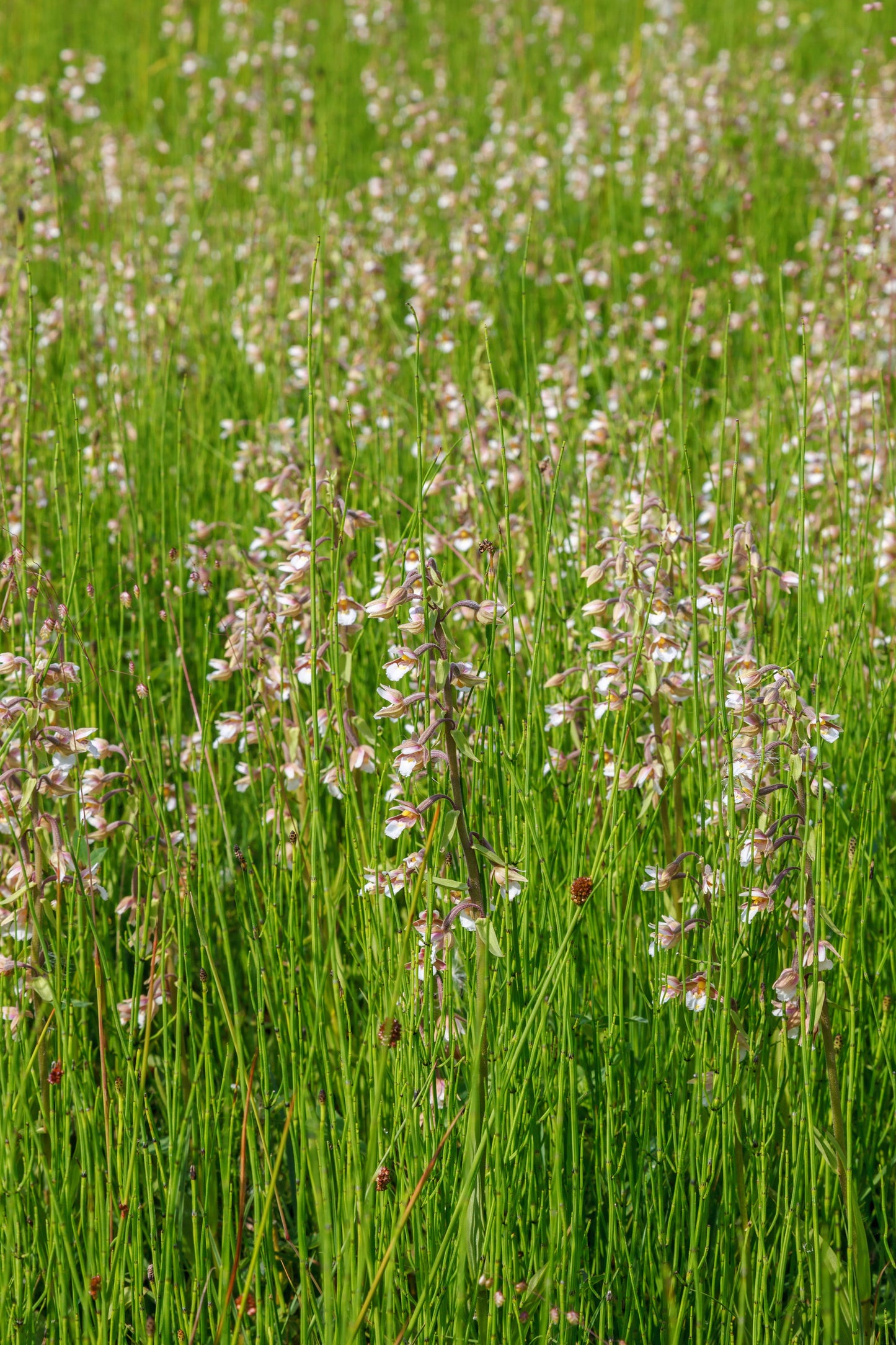 Epipactris palustris orchid - MP033 Packs