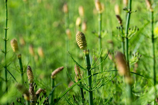 Equisetum fluviatile - Marginal Pond Plants - MP034