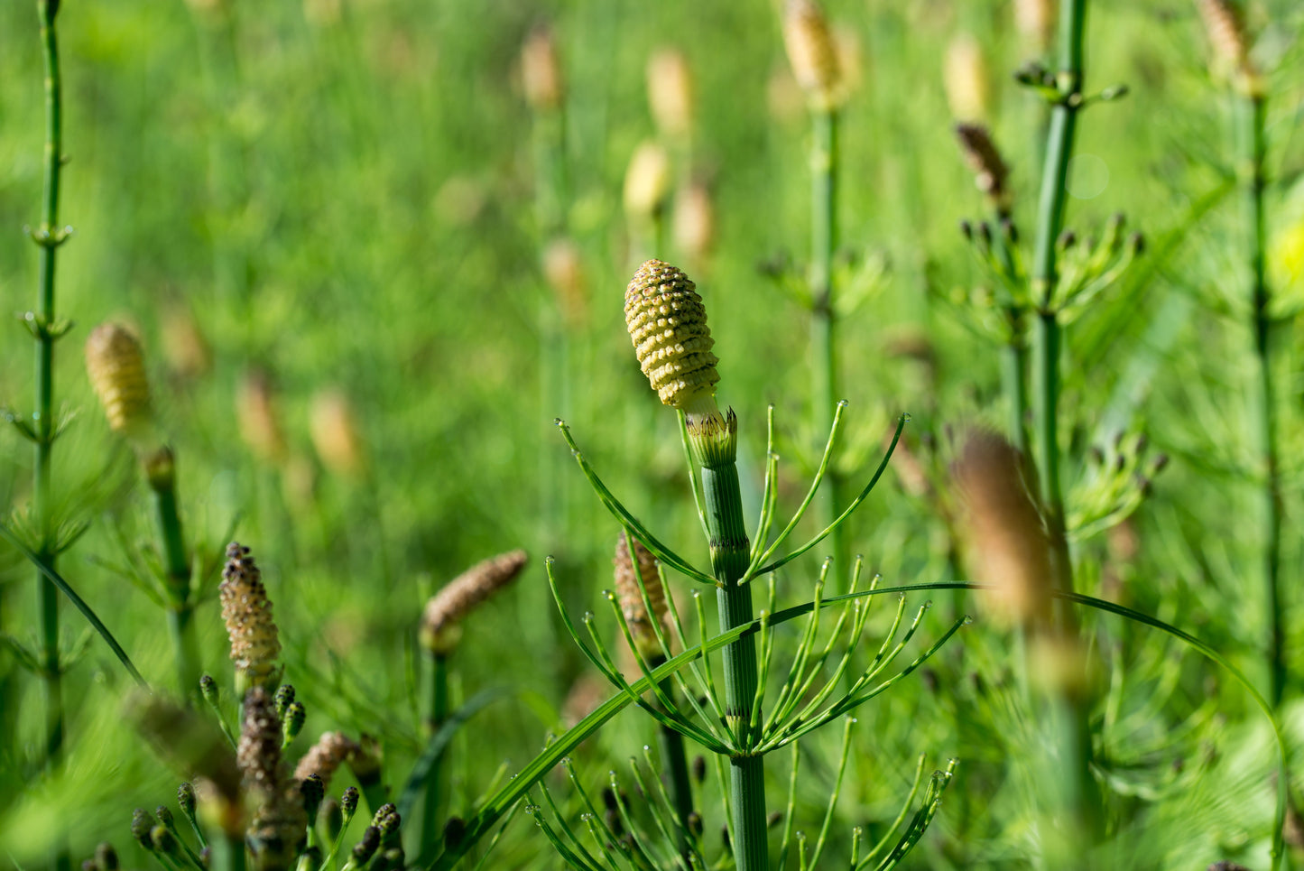 Equisetum fluviatile - MP034 Packs