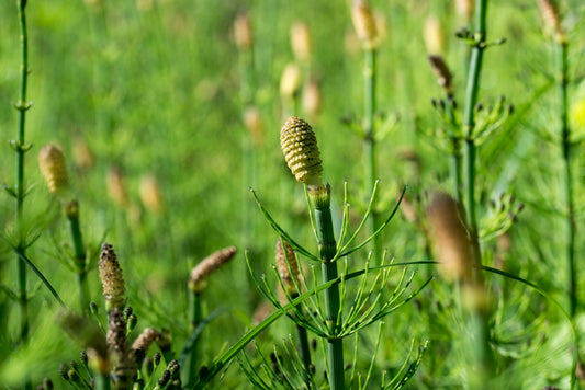 Equisetum fluviatile - MP034 Packs