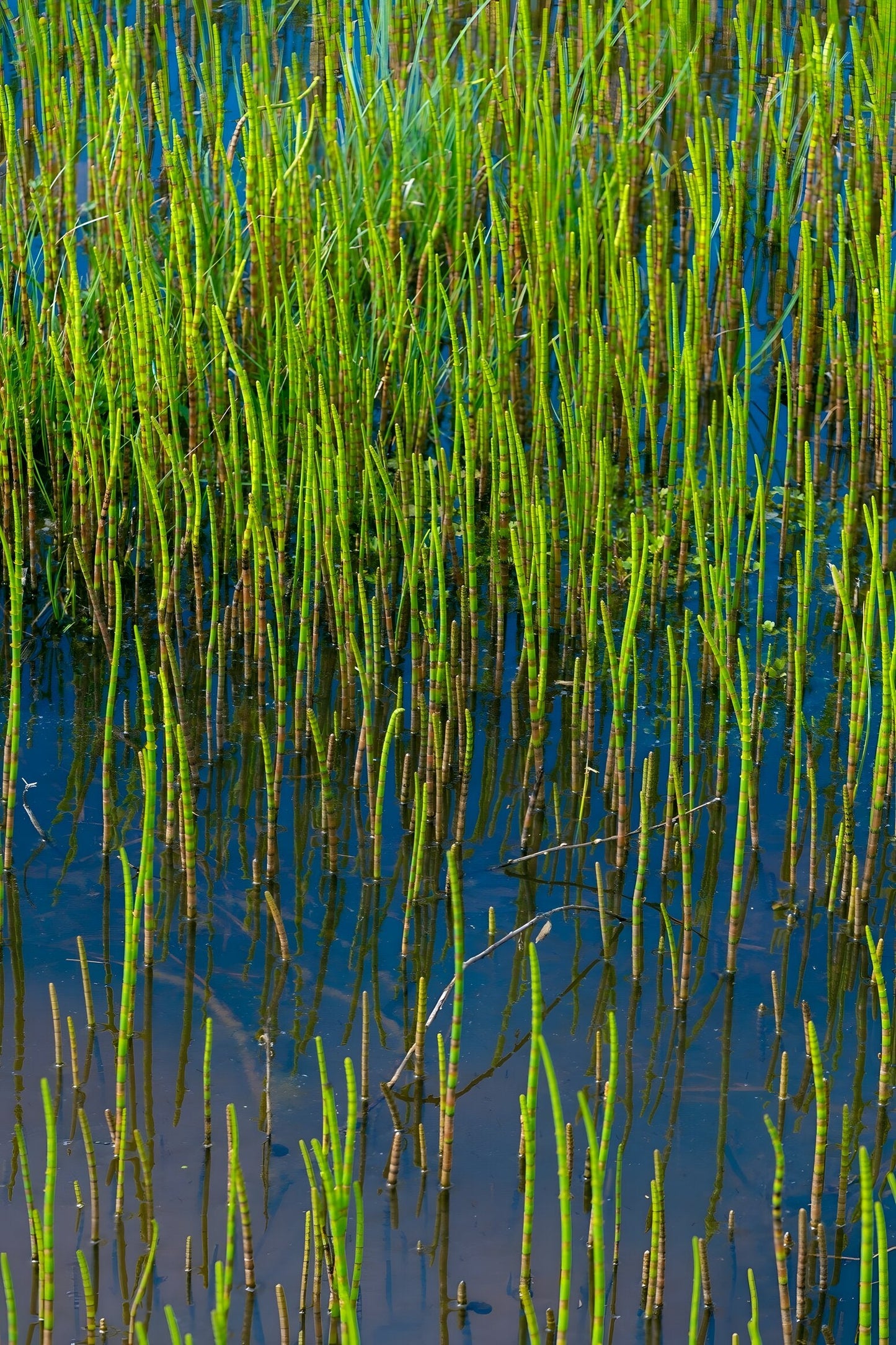 Equisetum fluviatile