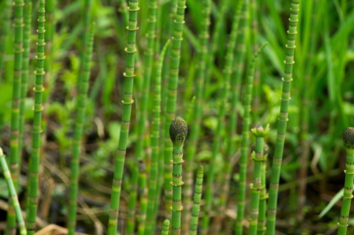 Equisetum fluviatile - Marginal Pond Plants - MP034