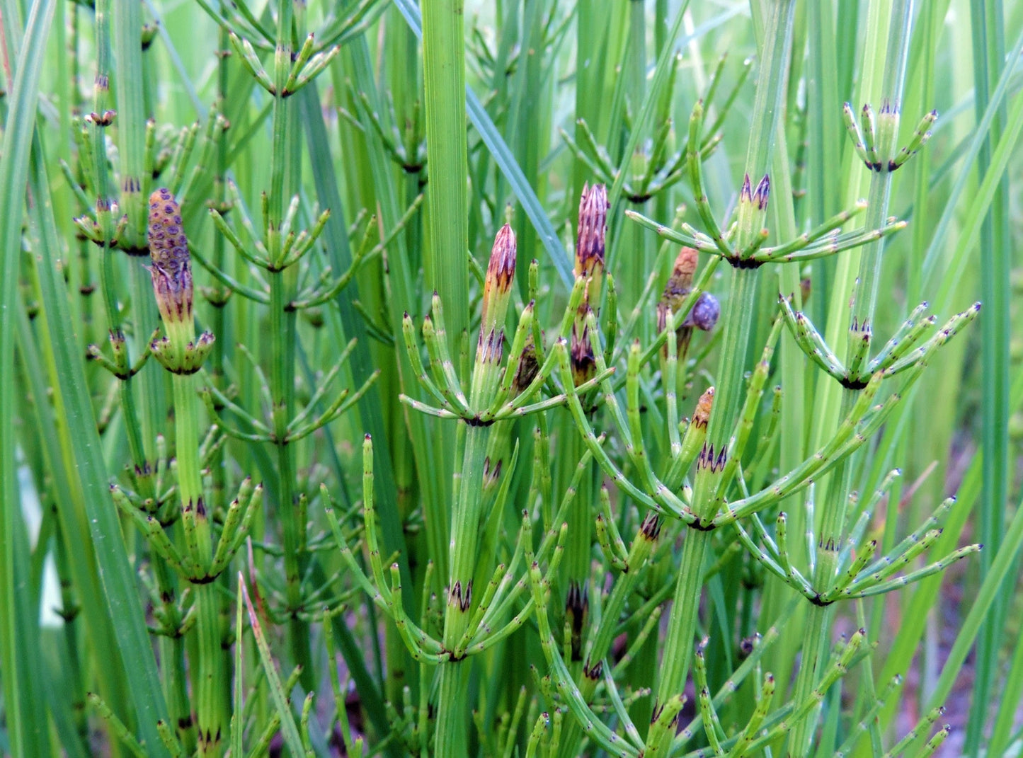 Equisetum fluviatile - Marginal Pond Plants - MP034