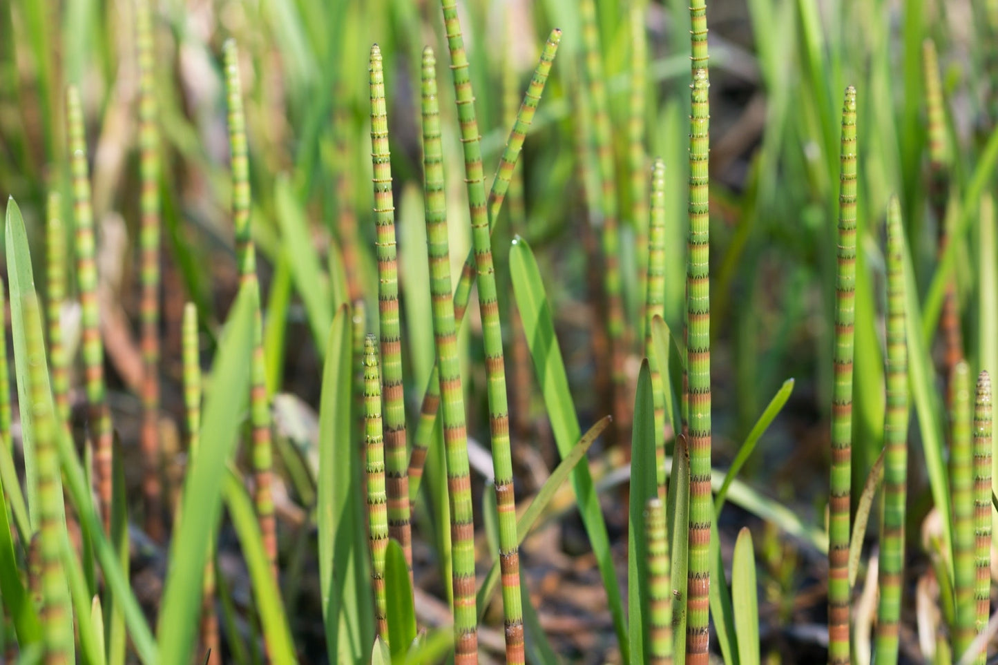 Equisetum fluviatile - Marginal Pond Plants - MP034