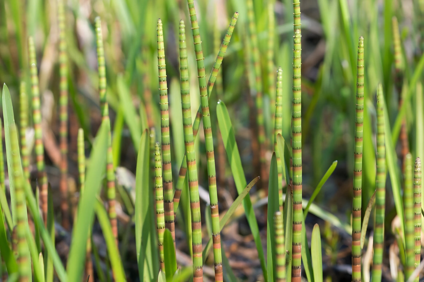Equisetum fluviatile
