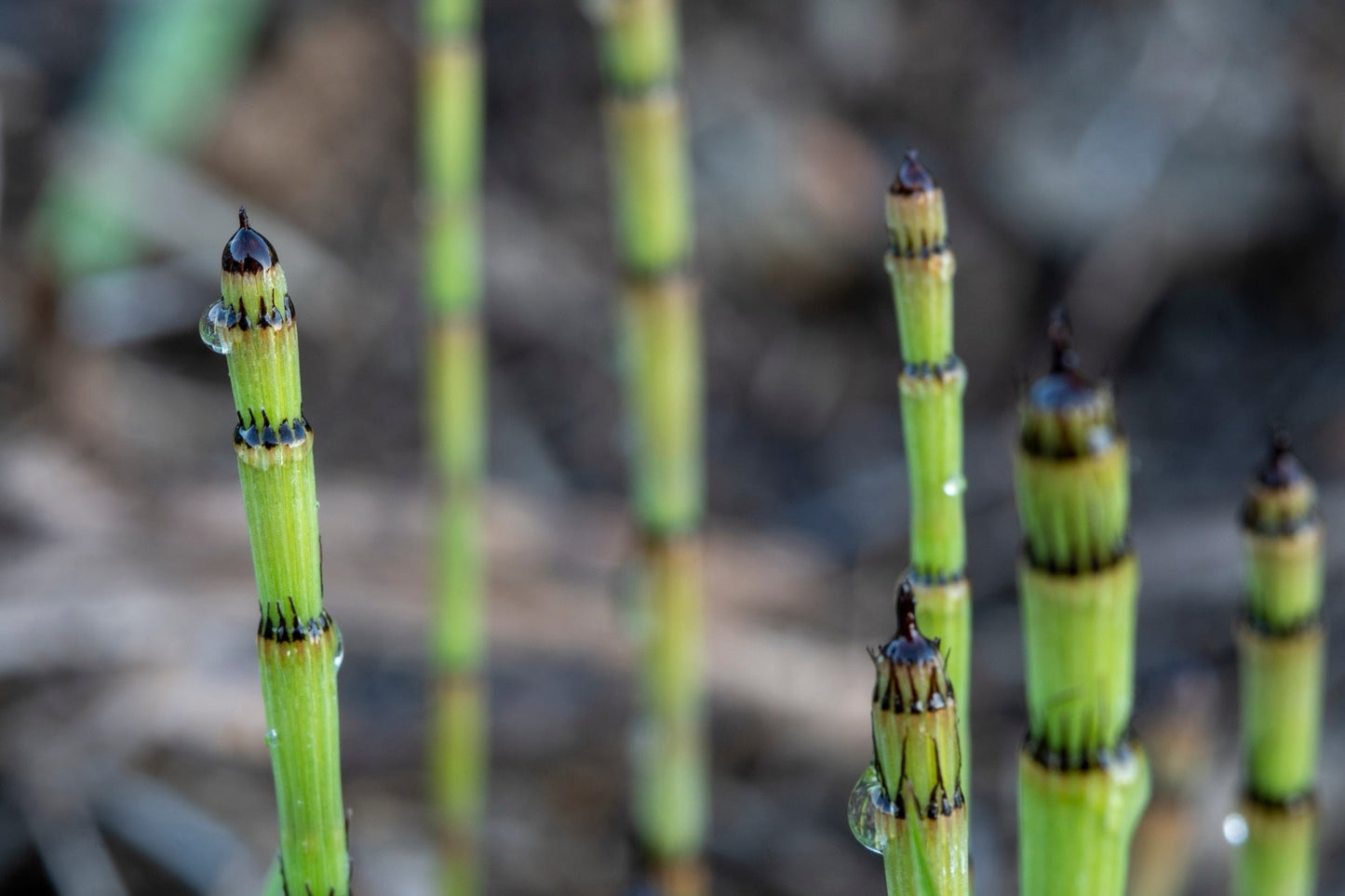 Equisetum fluviatile - Marginal Pond Plants - MP034