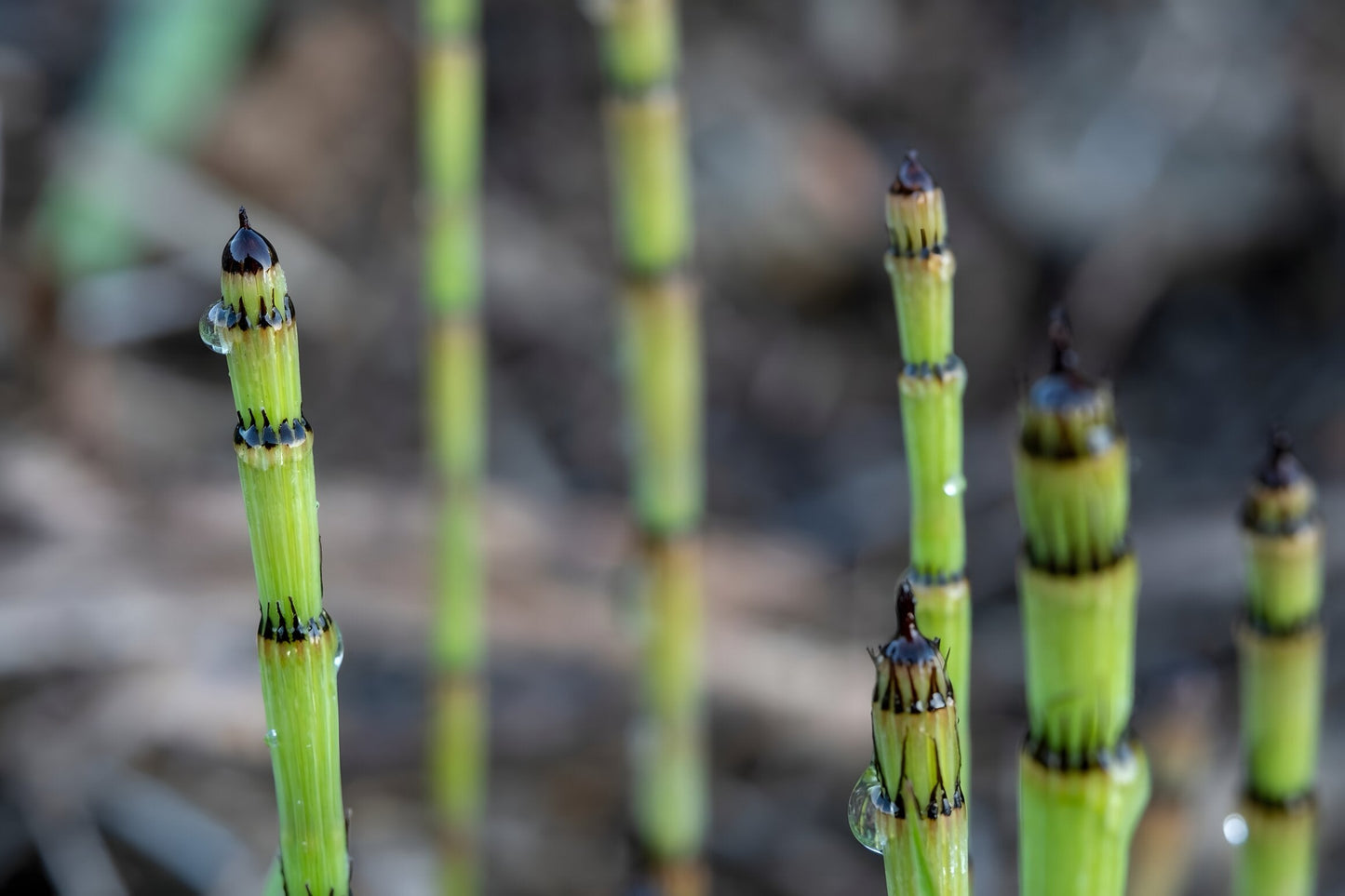 Equisetum fluviatile