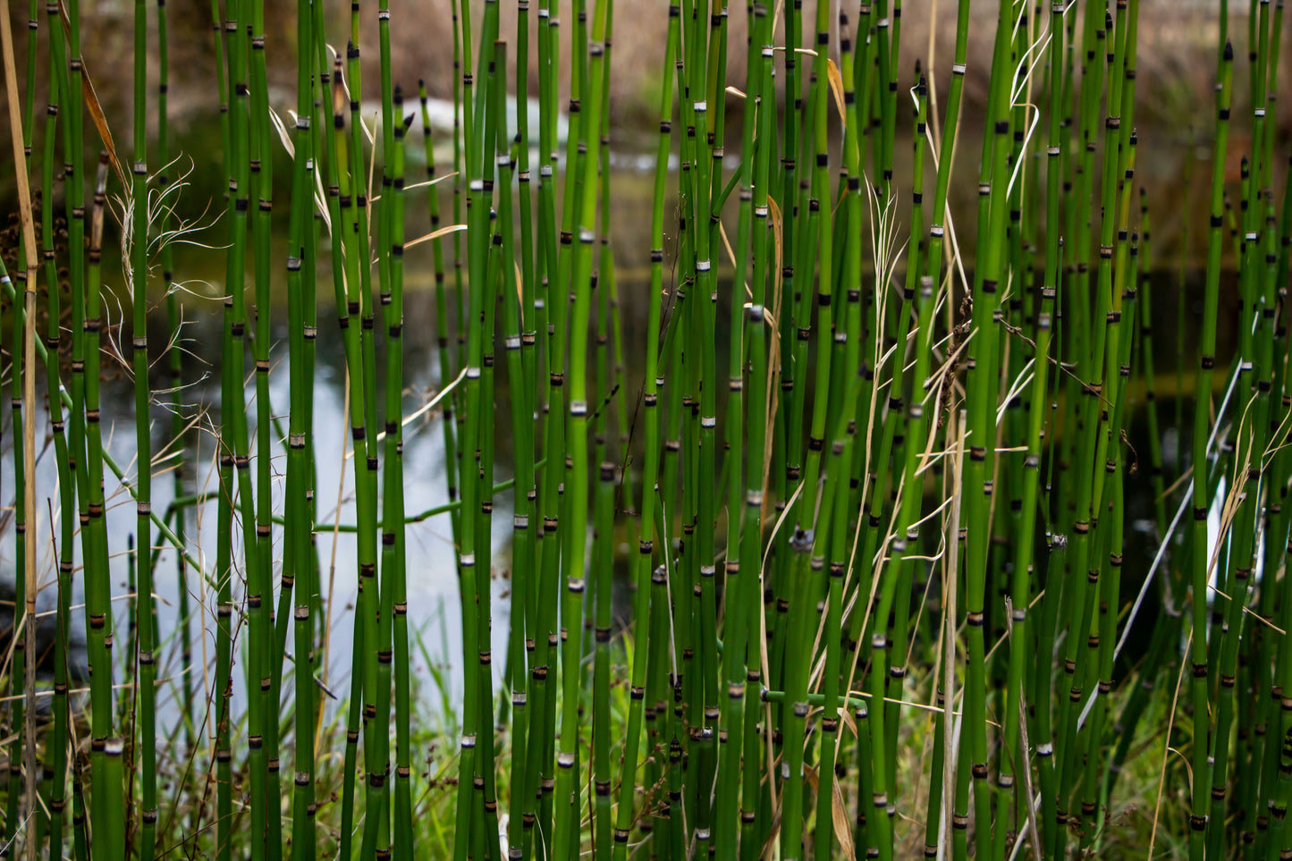 Equisetum hyemale (Dutch rush) - MP035 Packs