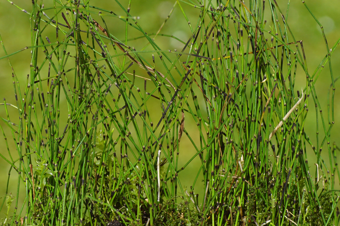Equisetum scirpoides (Bushy horsetail) - Marginal Pond Plants - MP037