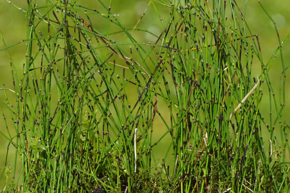 Equisetum scirpoides