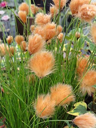 Eriophorum russeoleum - MBP036 Packs