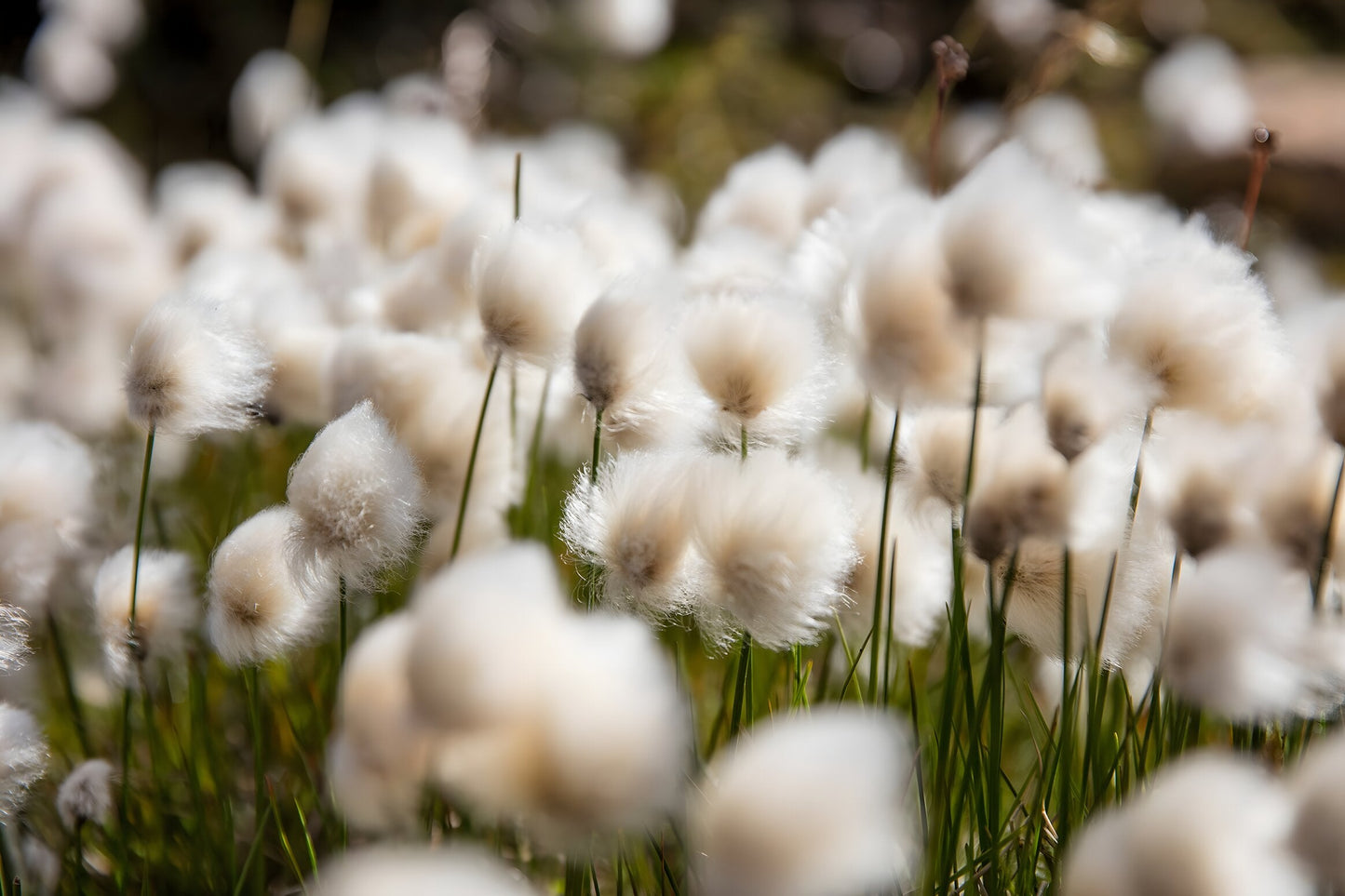 Eriophorum angustifolium