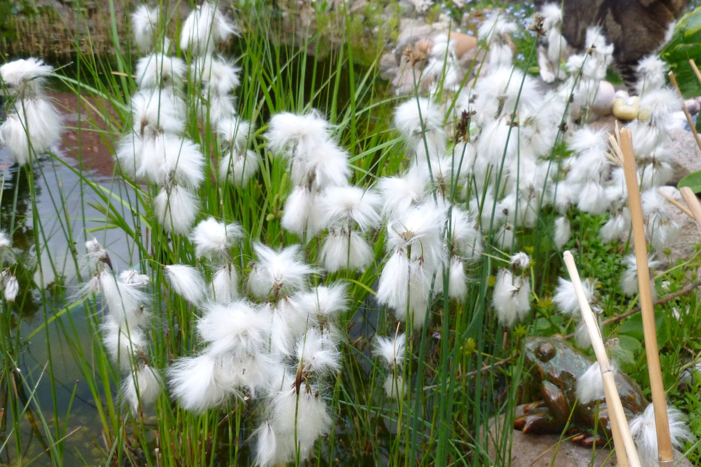 Eriophorum angustifolium (Cotton grass) - Marginal Pond Plants - MBP035