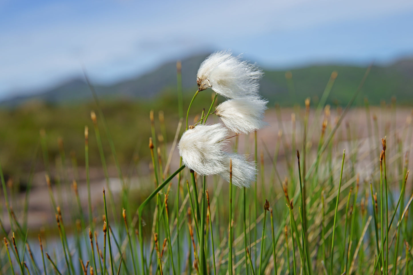 Eriophorum angustifolium (Cotton grass) - Marginal Pond Plants - MBP035