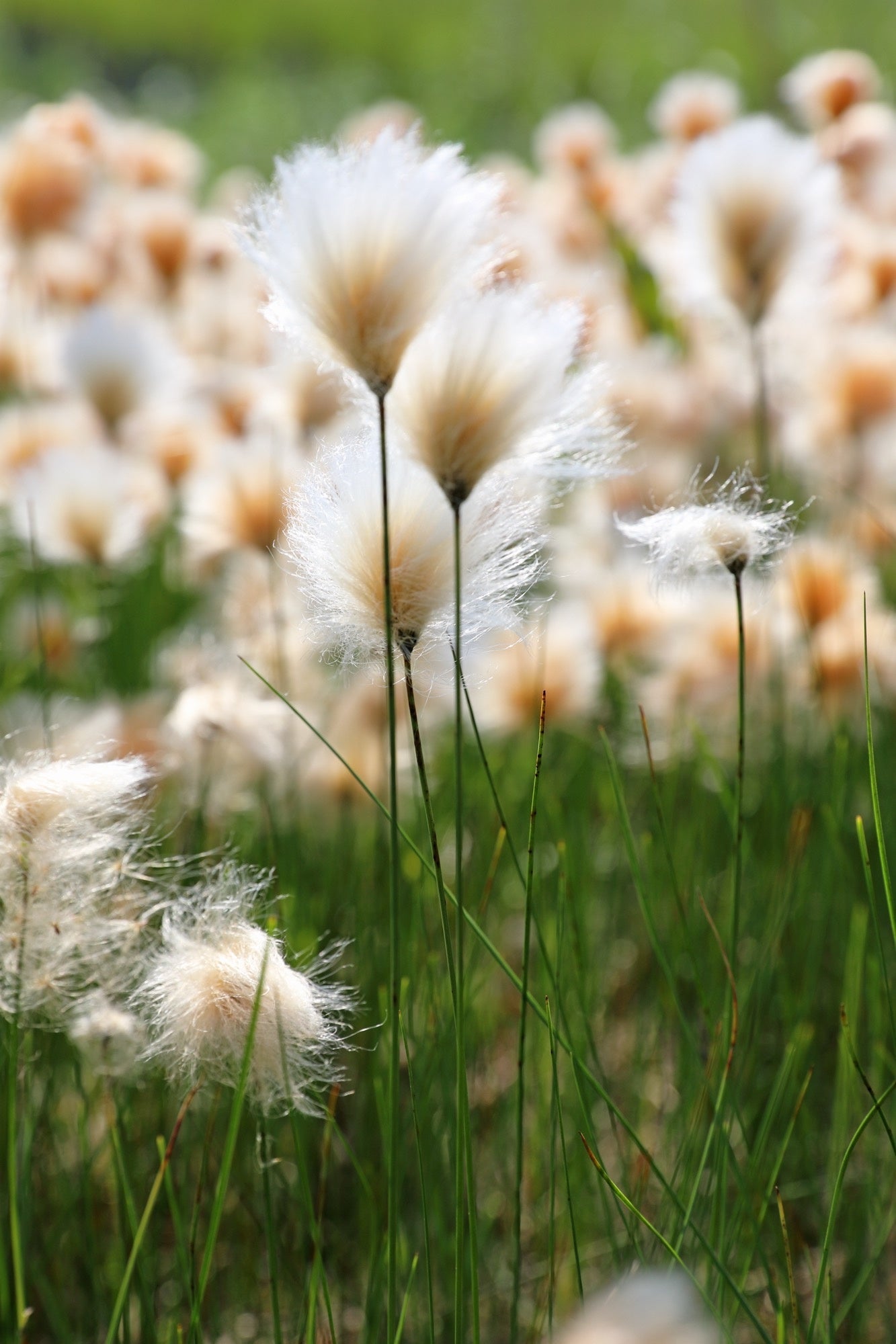 Eriophorum russeolum