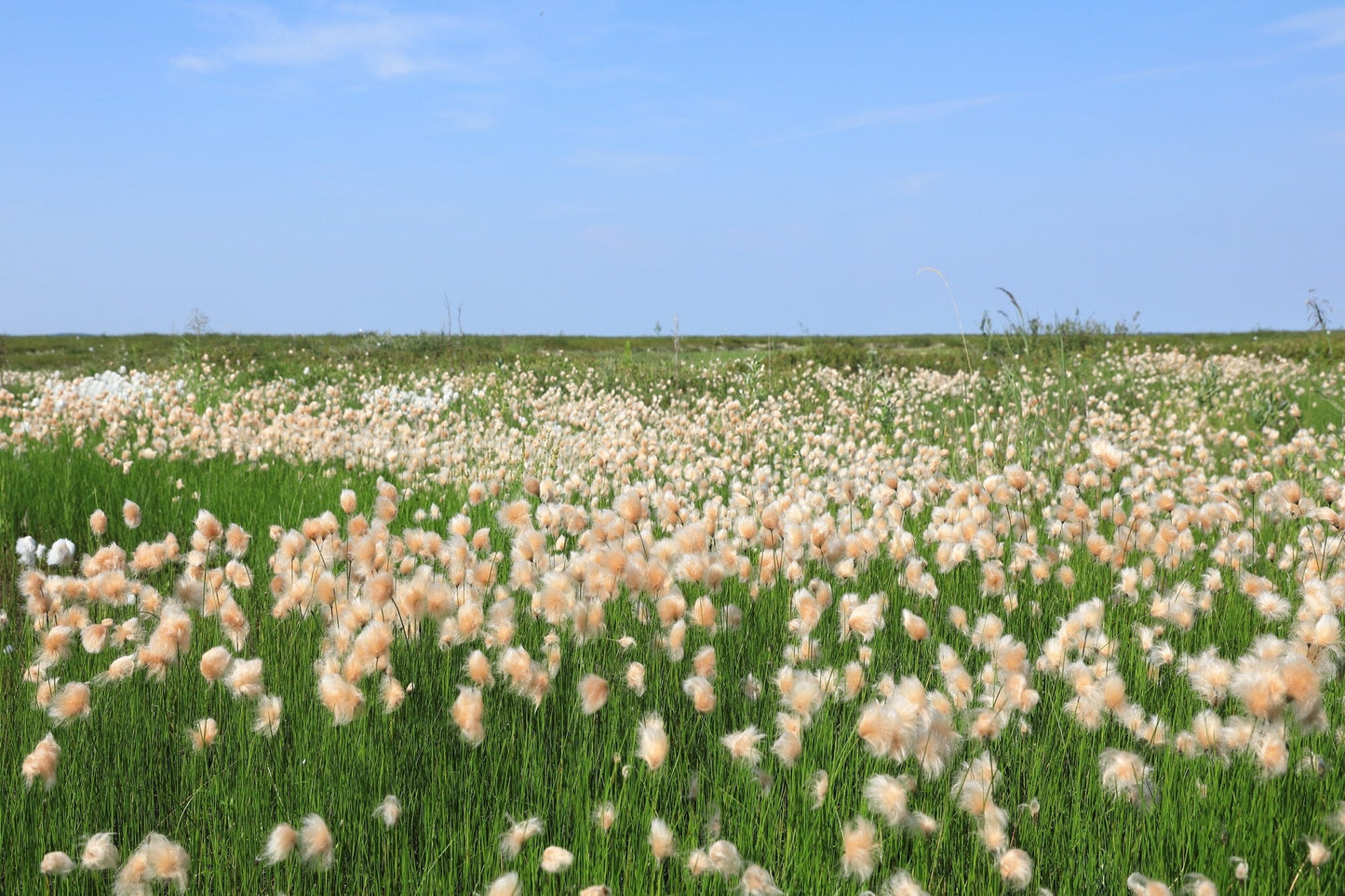 Eriophorum russeolum