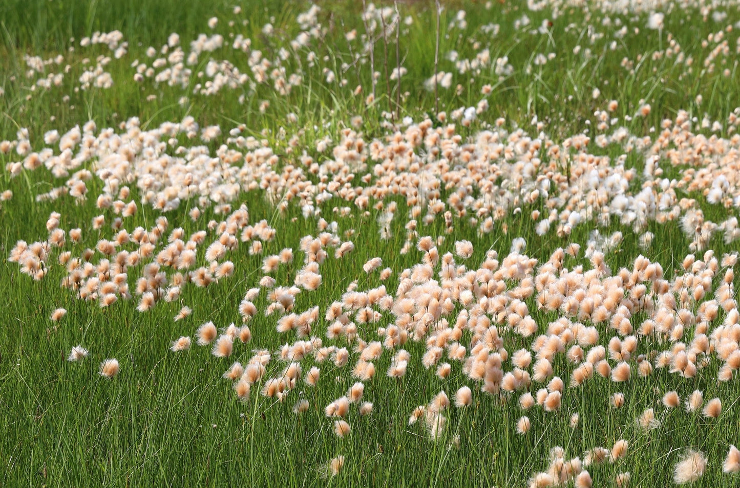Eriophorum russeolum