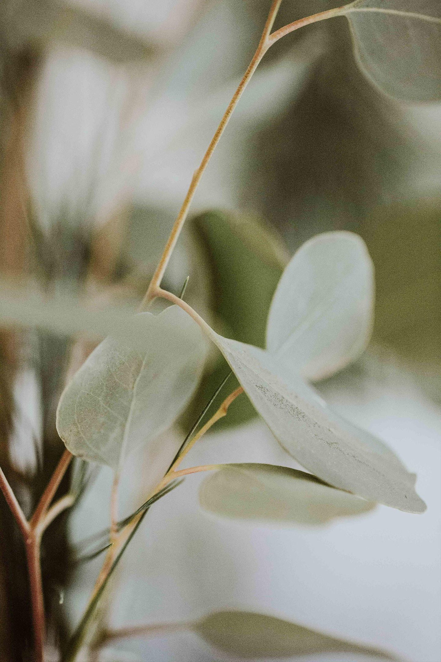 Aroma Diffuser with our Live Calm Oil Set - Energy & Immunity Boost