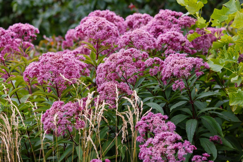 Eupatorium cannabinum (Hemp agrimony) - Marginal Pond Plants - BP038