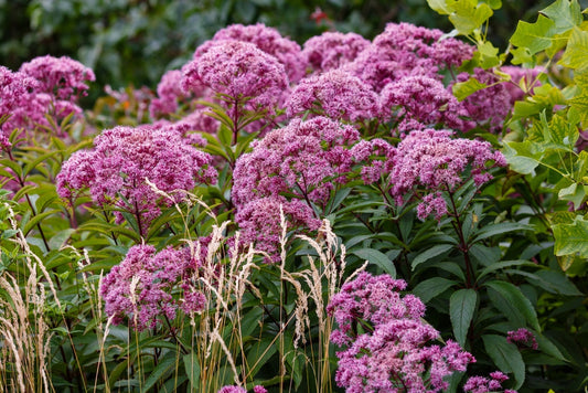 Eupatorium cannabinum (Hemp agrimony) - Marginal Pond Plants - BP038