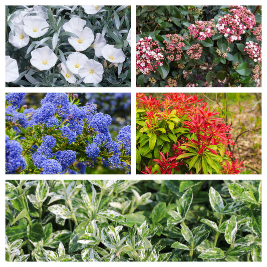 Hardy Evergreen Mixed Shrub Deal (5 x 9cm Pots)