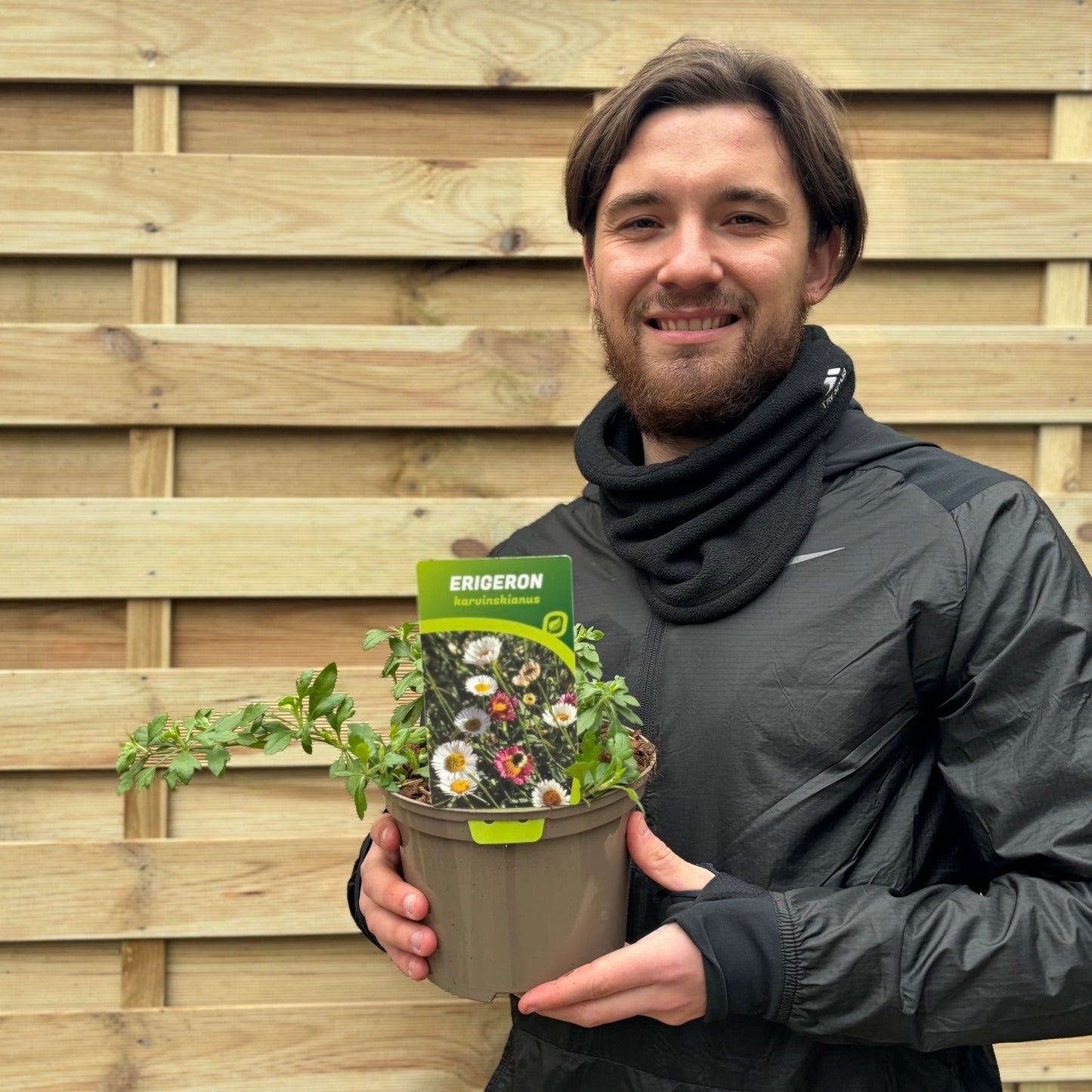 Erigeron karvinskianus profusion 9cm/2L