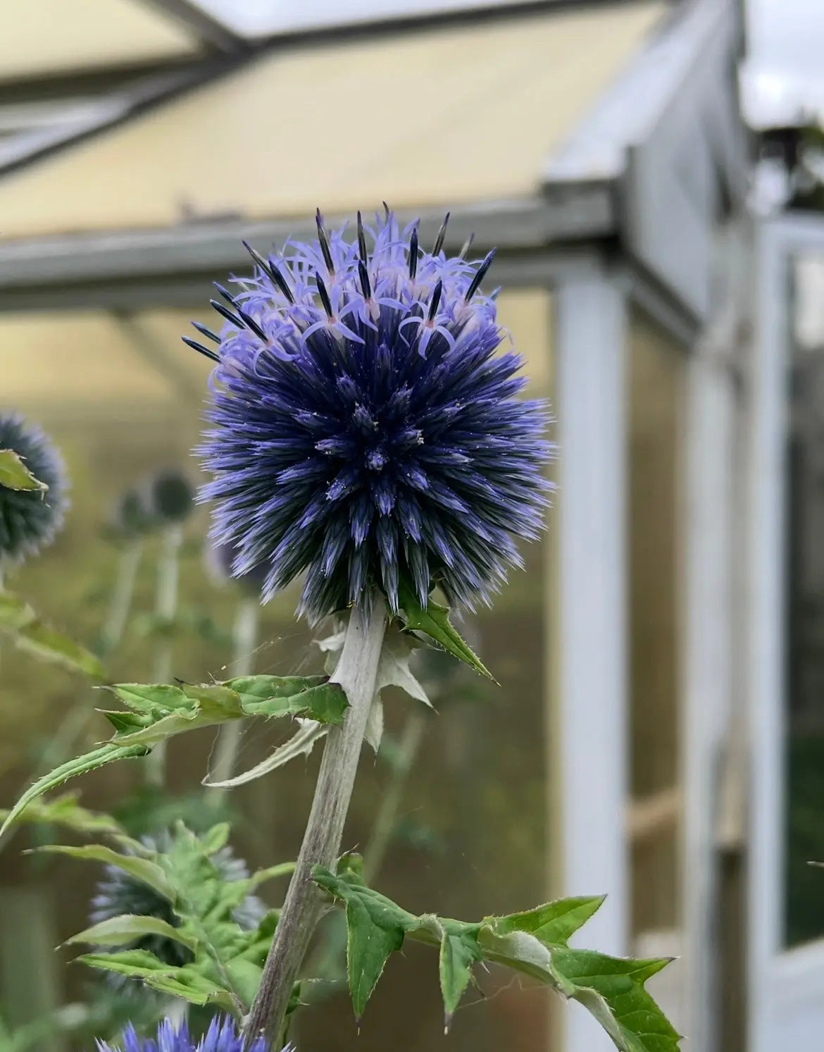 Echinops ritro Veitch's Blue