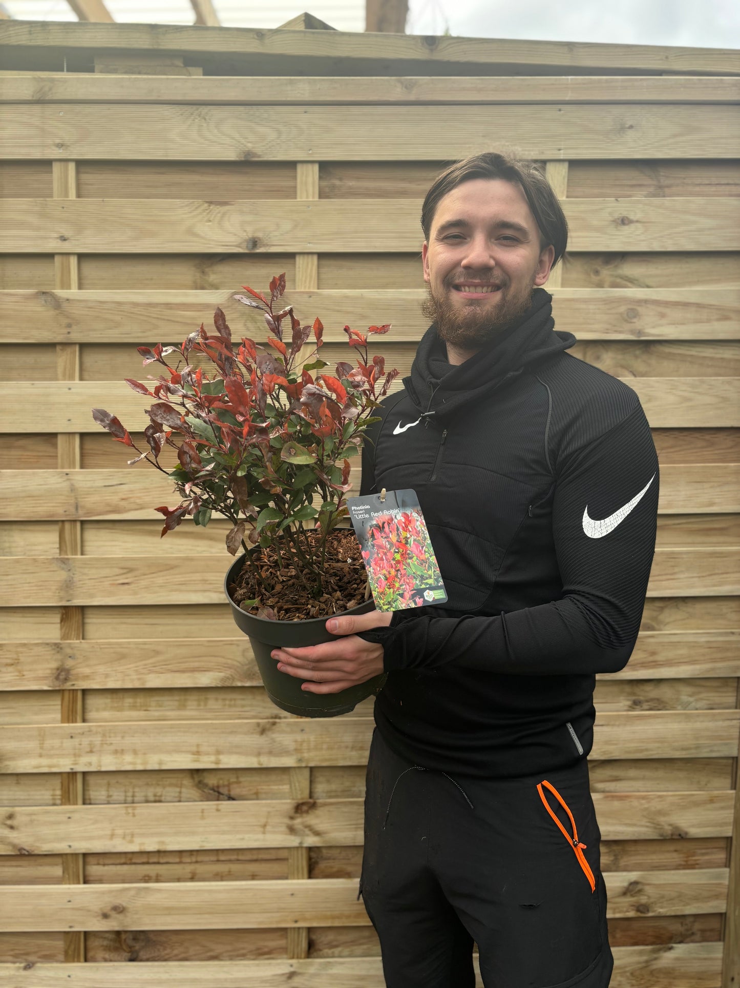 Photinia 'Little Red Robin' 9cm -  5L