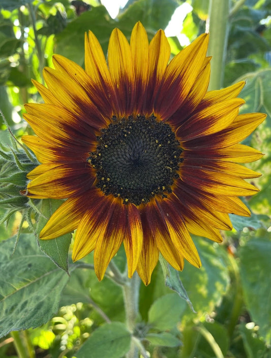 Sunflower Ring of Fire