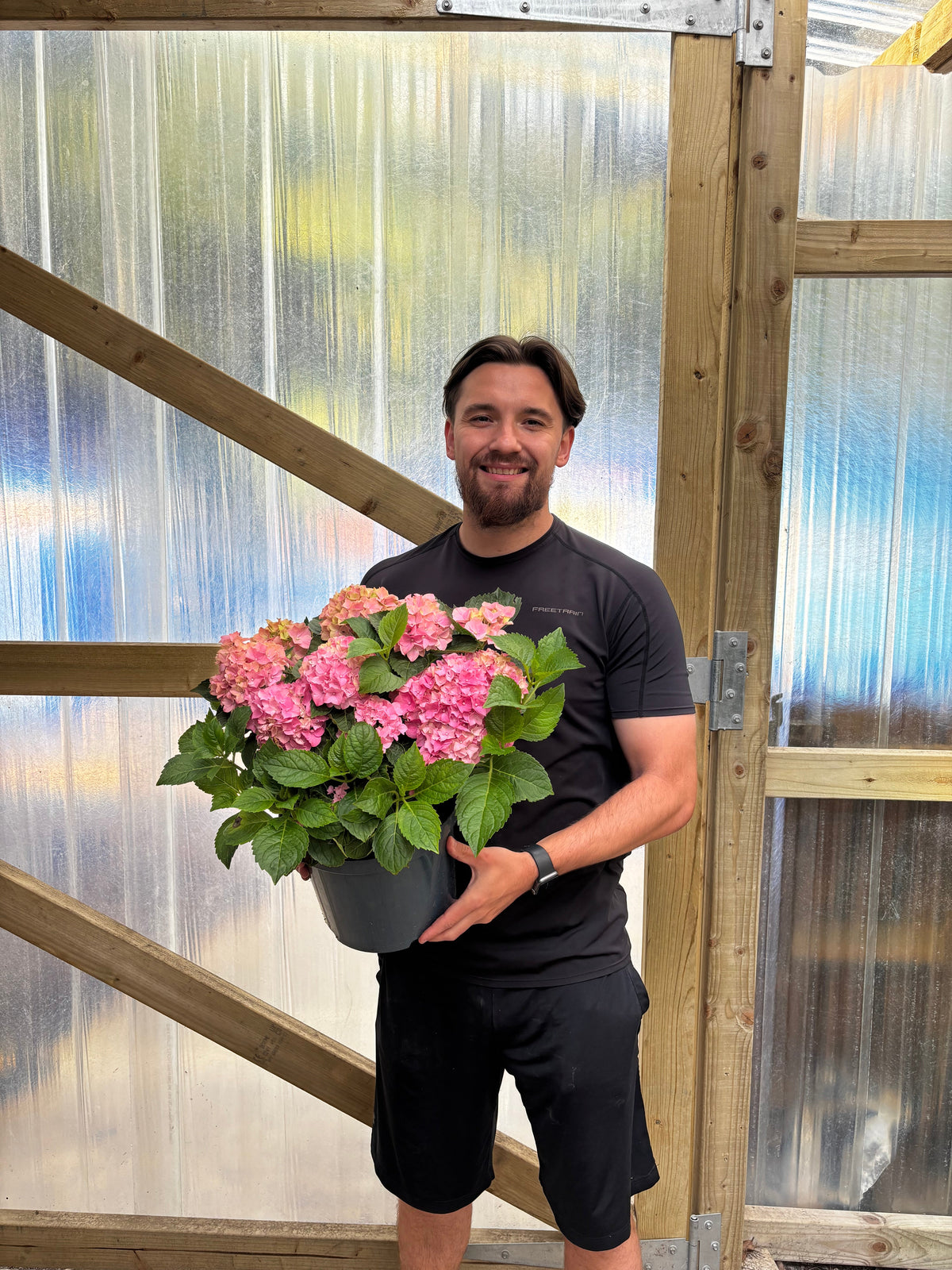 Hydrangea macrophylla 'Pink Ball' (Multiple Sizes Available)