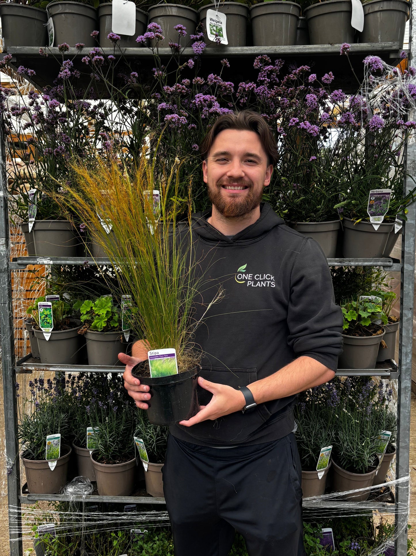 Stipa tenuissima 'Ponytails' 9cm/3L