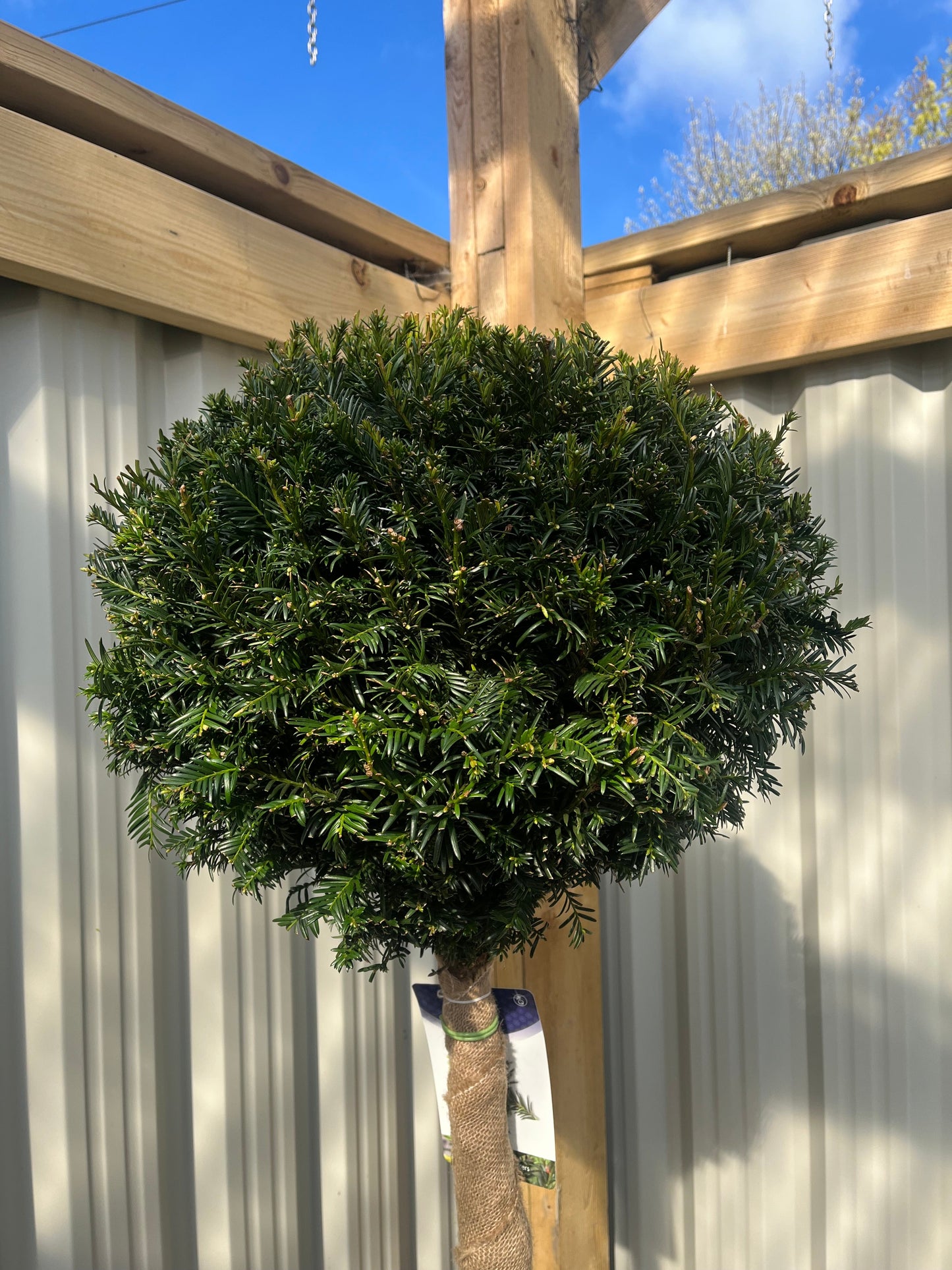 Yew Ball on Stem - Taxus Baccata 45L 170-180cm (STEM 80cm)