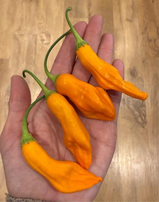 Aji Colorado Orange Chilli