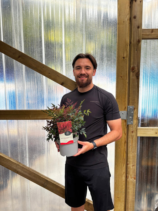 Nandina domestica 'Obsessed' 9cm / 3L / 10L
