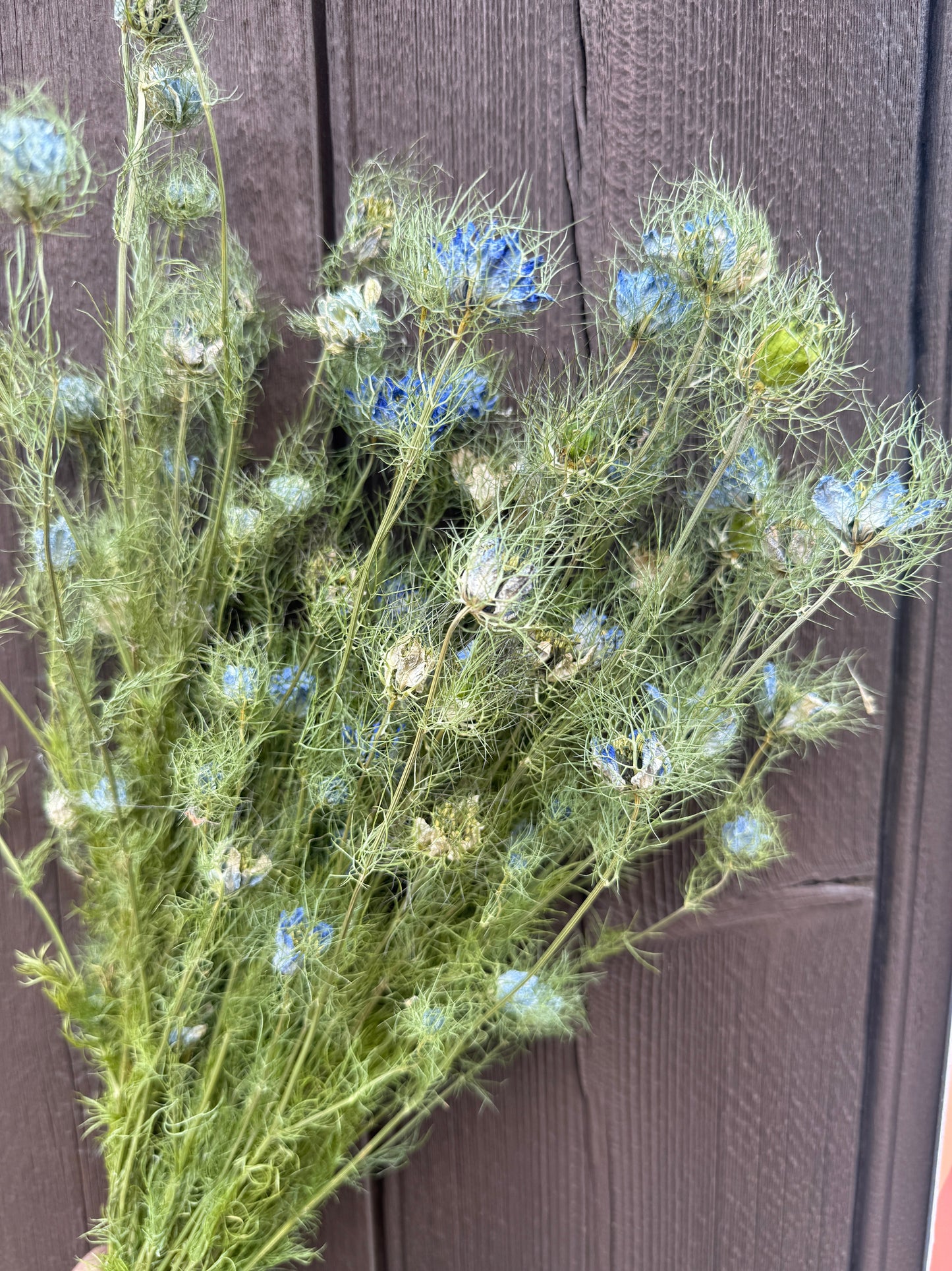 Dried Nigella Flowers | Love-in-a-Mist Norfolk Bunch
