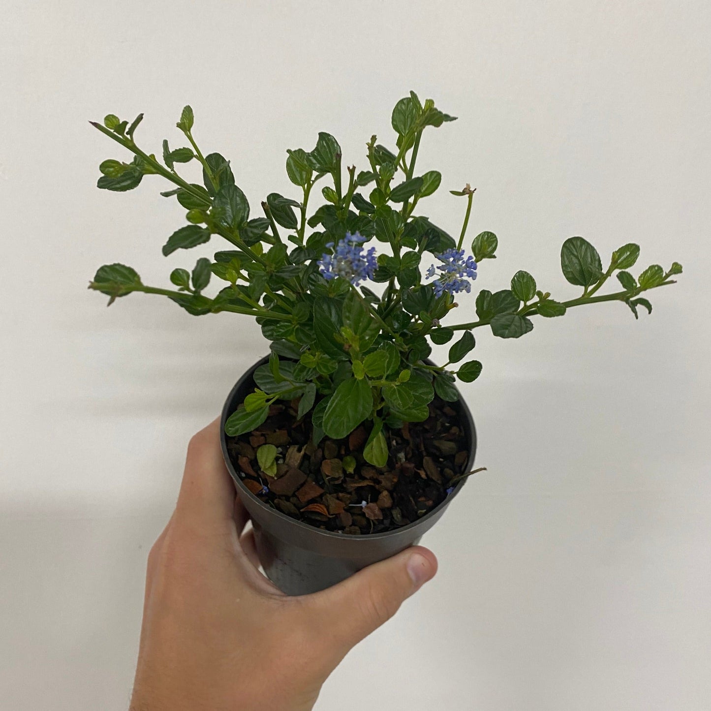 Ceanothus 'Victoria' (Californian Lilac) 9cm/2L/5L/10L