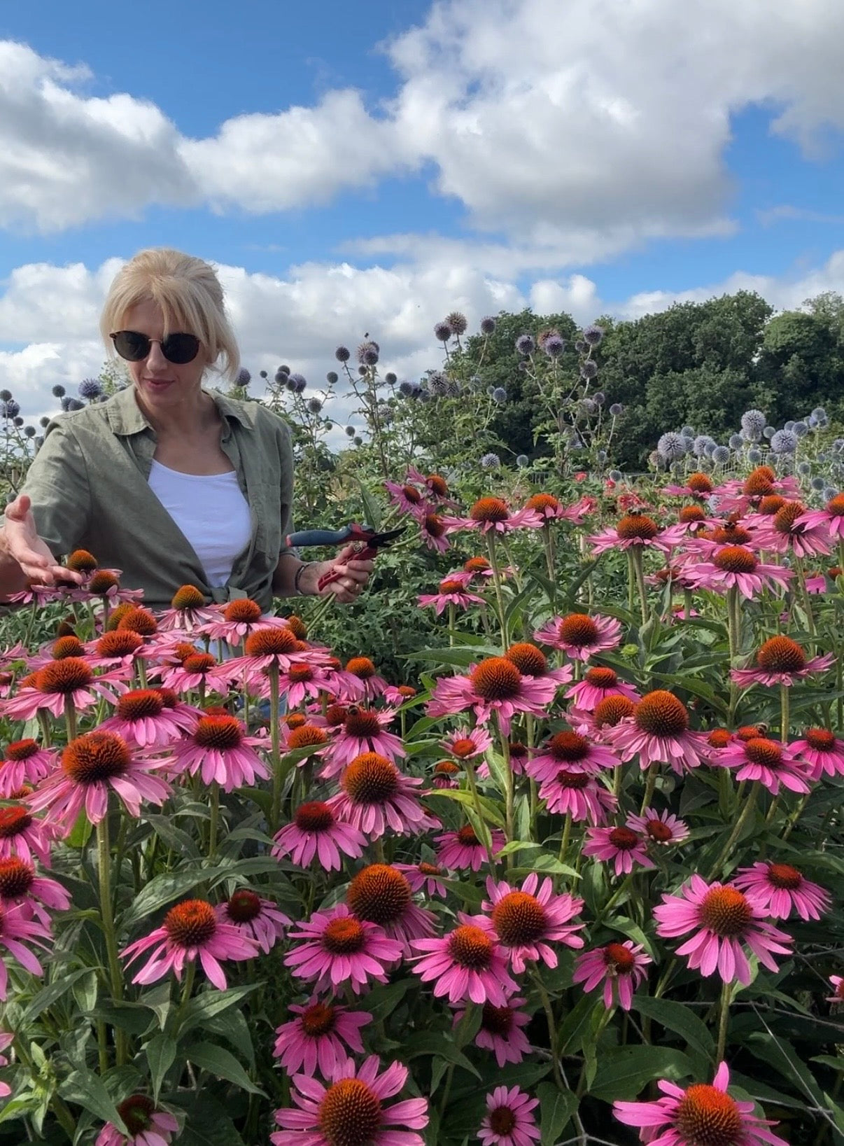 Echinacea Purple Coneflower