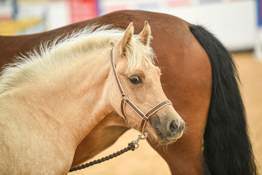 Foal Headcollar