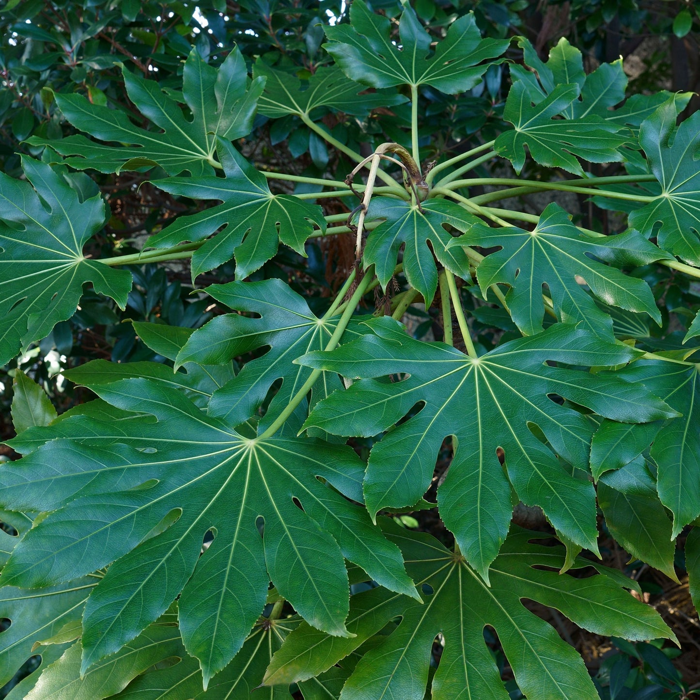 Fatsia japonica 70-80cm (3L)