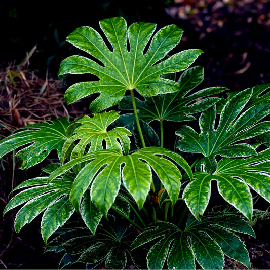 Fatsia japonica 'Spider's Web' 9cm-7.5L