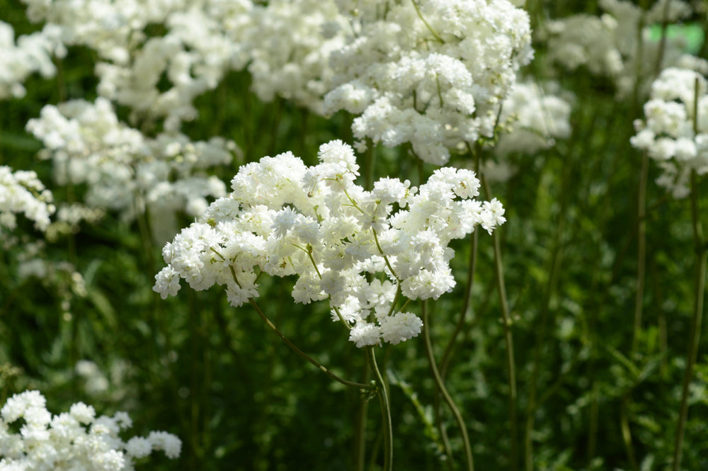 Filipendula Ulmaria - BP040 Packs